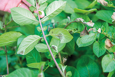 A close up photo of leaves from a potato plant