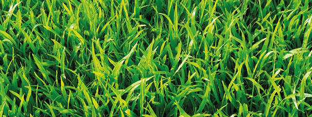Crops, forestry and plants
