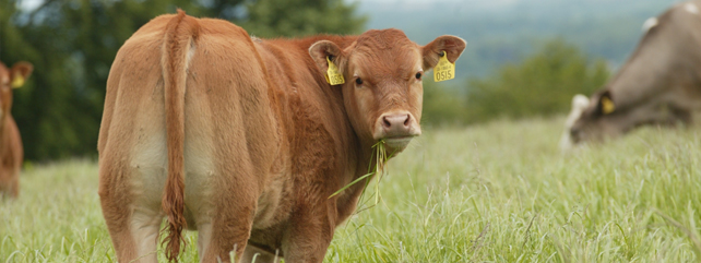 Beef