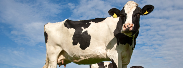 Dairy