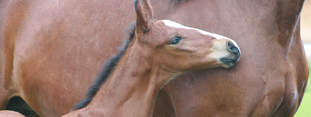 Equine