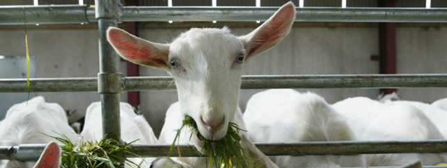 Goats