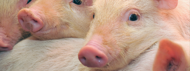 Pigs Courses
