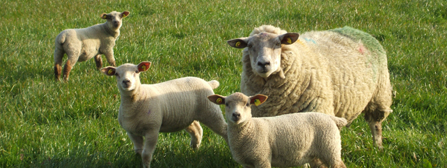 Sheep