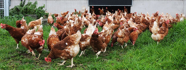 Poultry