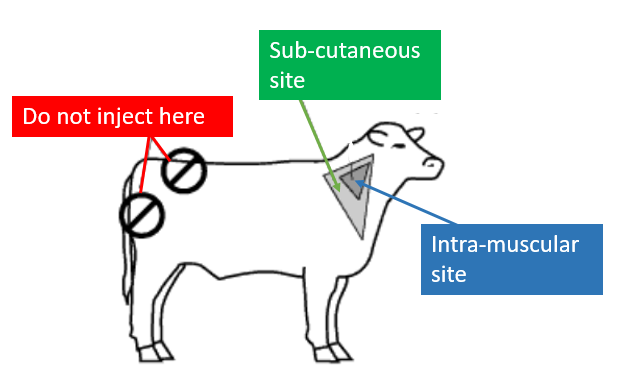 Graphic showing where to vaccinate the animal, not on the hindquarters, subcutaneous and intramucular sites are near the animals neck