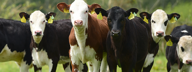 Grange Dairy Beef Herd 