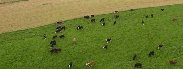 Johnstown Castle Dairy Beef Herd