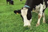 White clover as a sustainable alternative to nitrogen