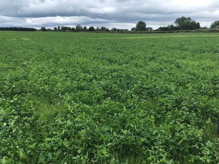 A sward of red clover prior to cutting
