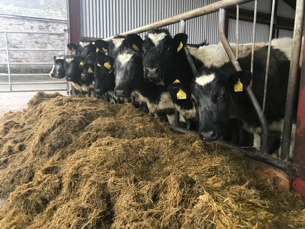 Belgian Blue weanlings housed over the winter months