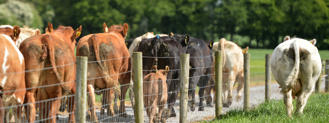 Beef Units