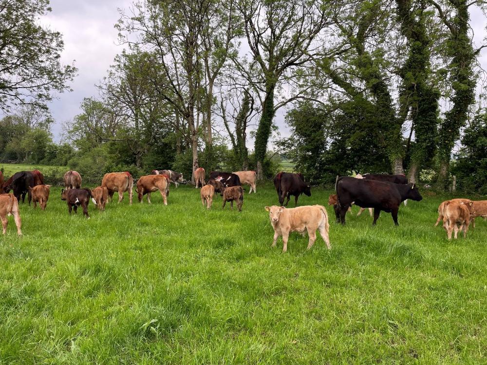 Cows and calves
