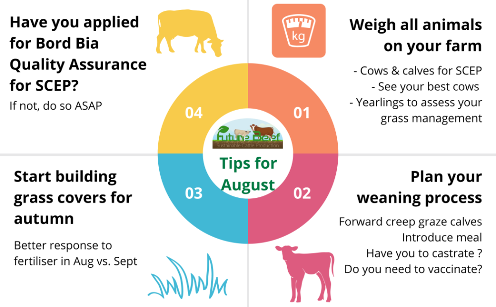 August Top Tips