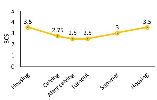 BCS Graph