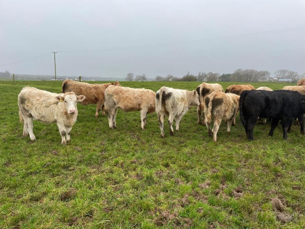 Cattle grazing