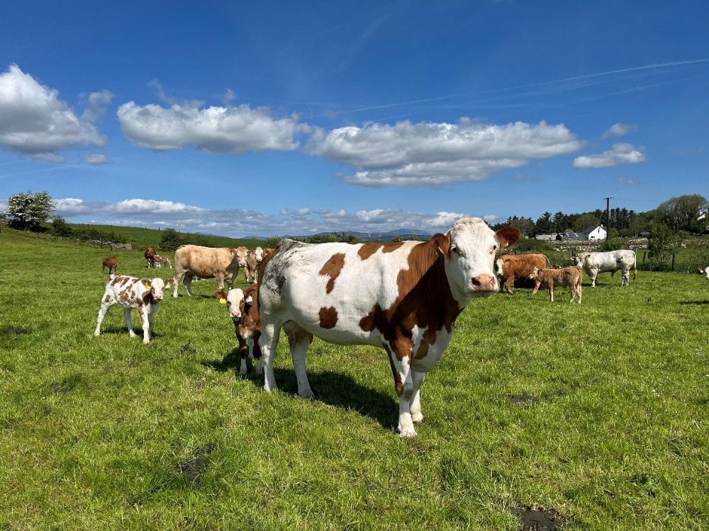 Cows and calves at grass