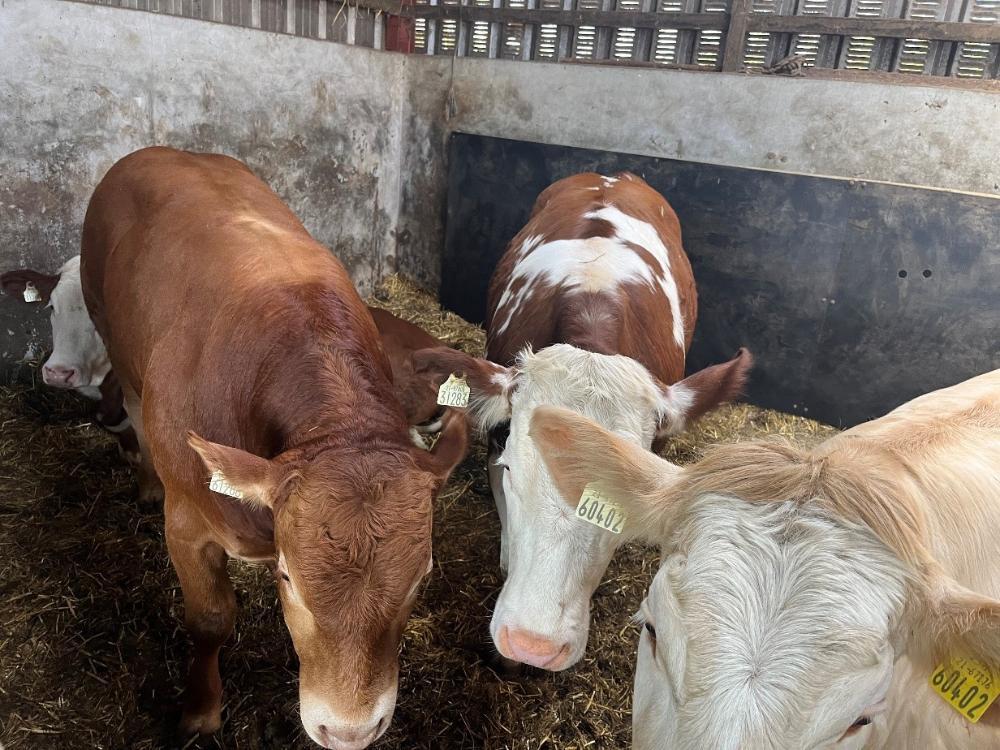 Heifers with Limousin bull