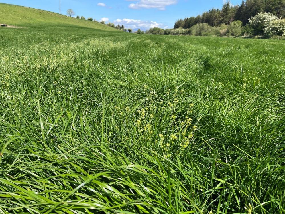 Silage crop