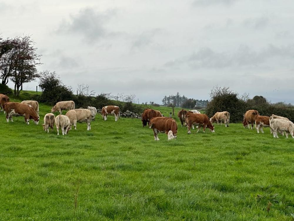 Cows grazing