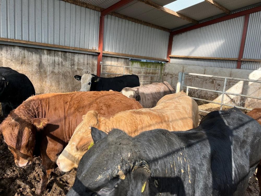 Finishing bulls in the shed