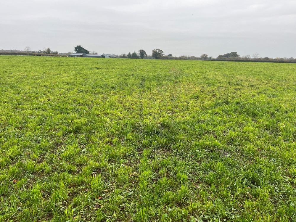 Graze outs on clover