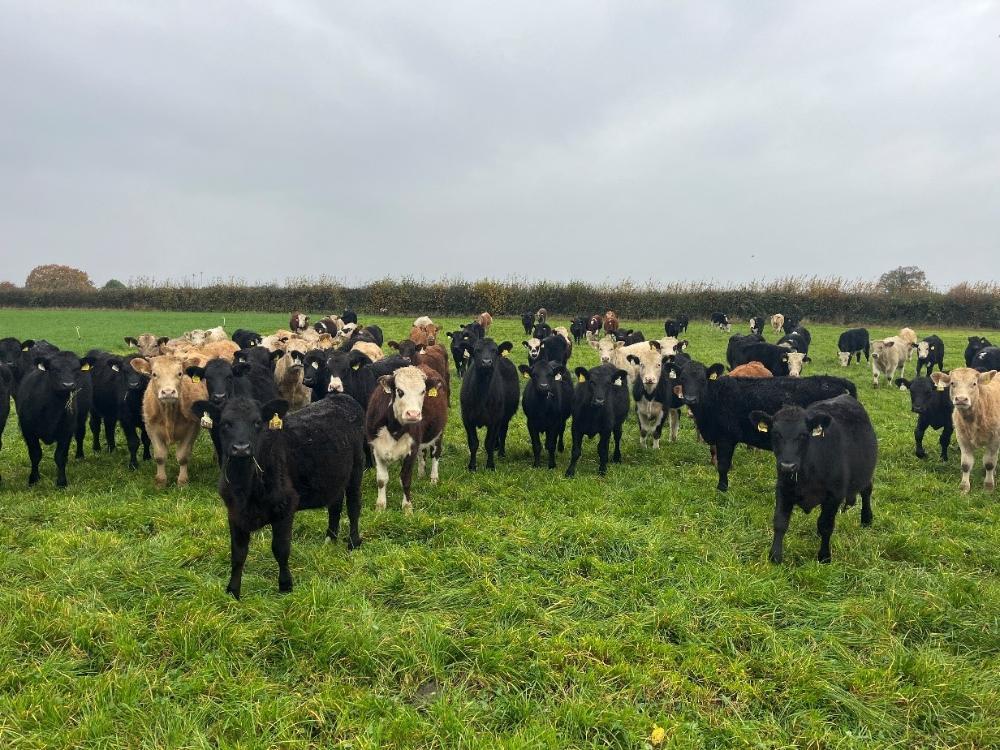 Weanlings grazing red clover