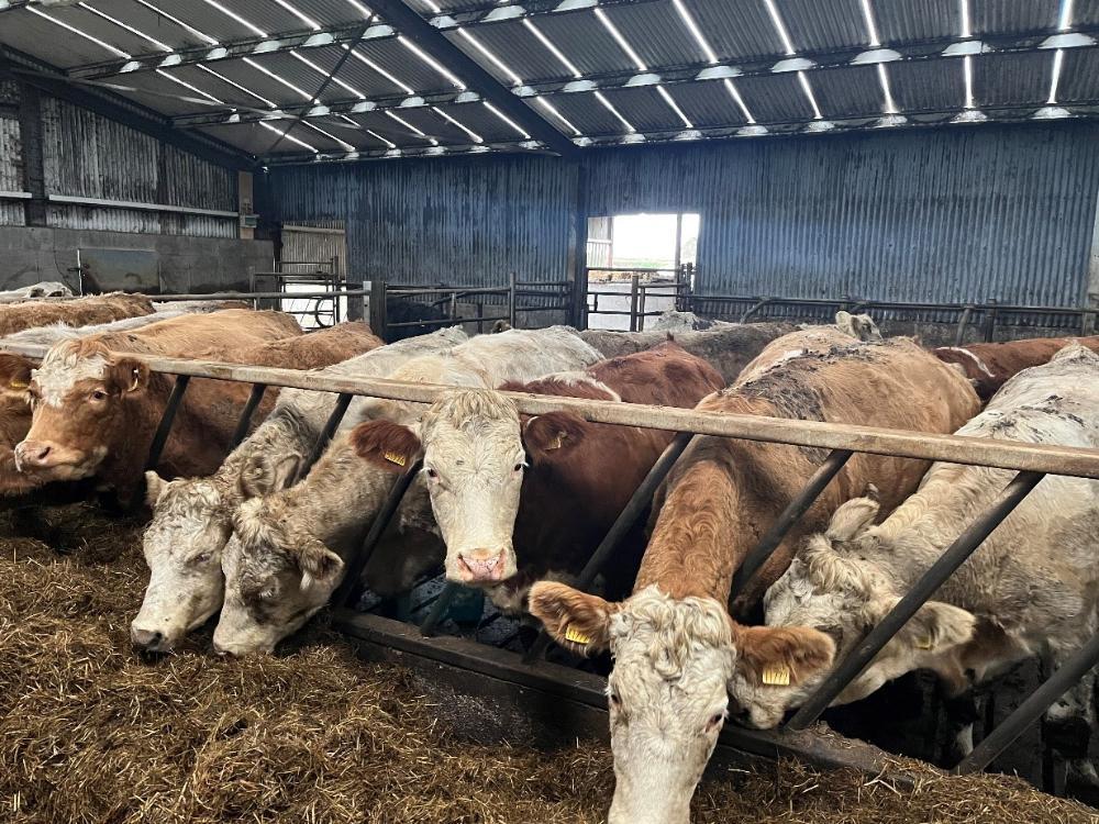 Cows housed