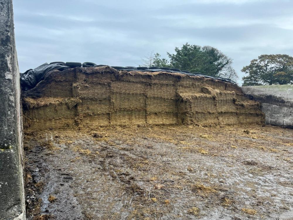 Silage pit opened