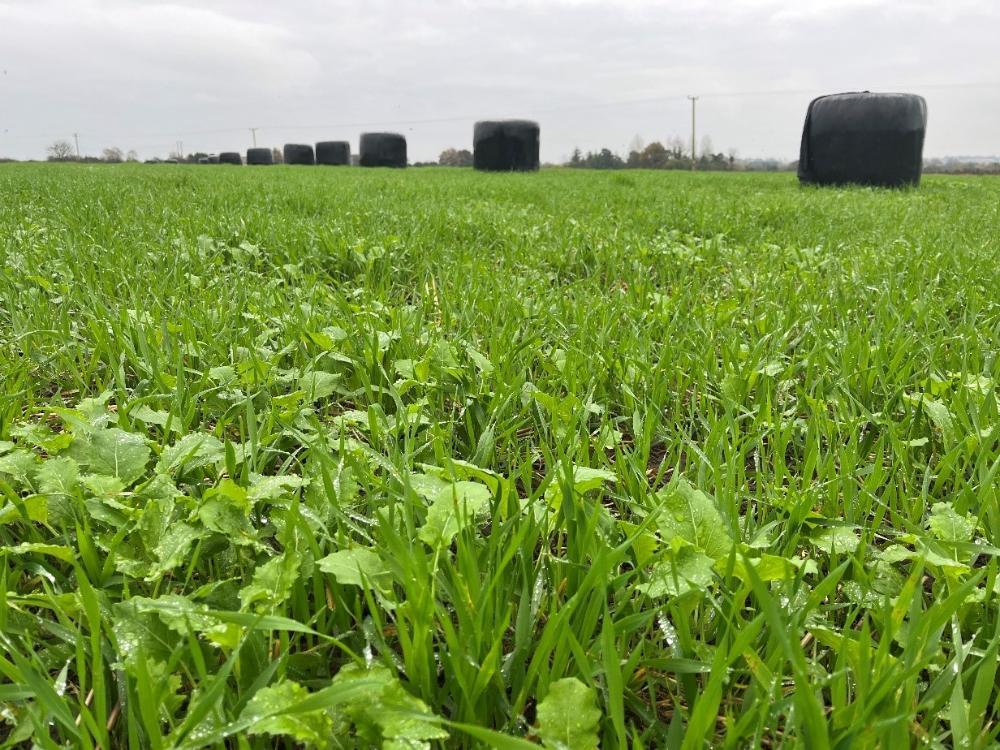 Forage rape with bales