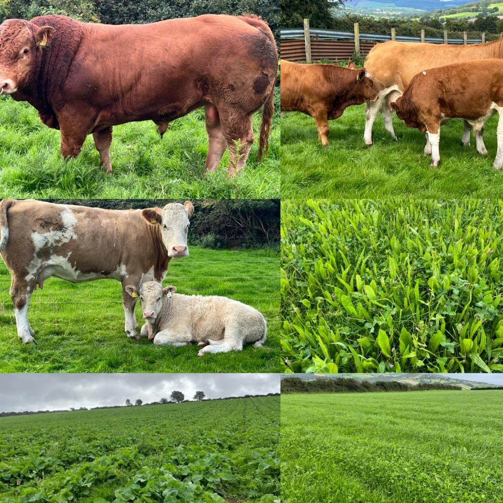 A collage of photos from John's farm