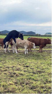 Teaser bull mounting a heifer