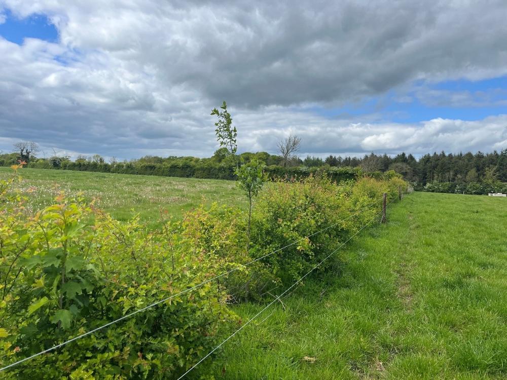 New hedge planted
