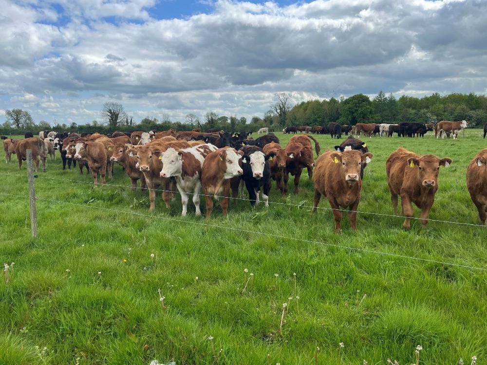 2024 born bullocks and heifers at grass