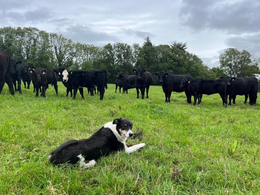 Cows and calves grazing