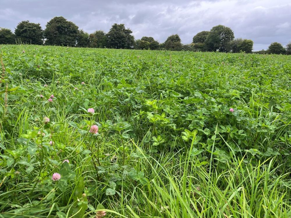 Red clover is growing well