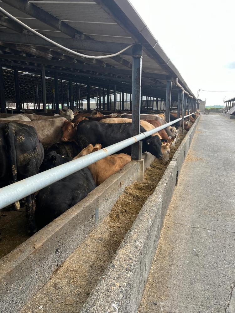 Cattle in slatted shed on farm
