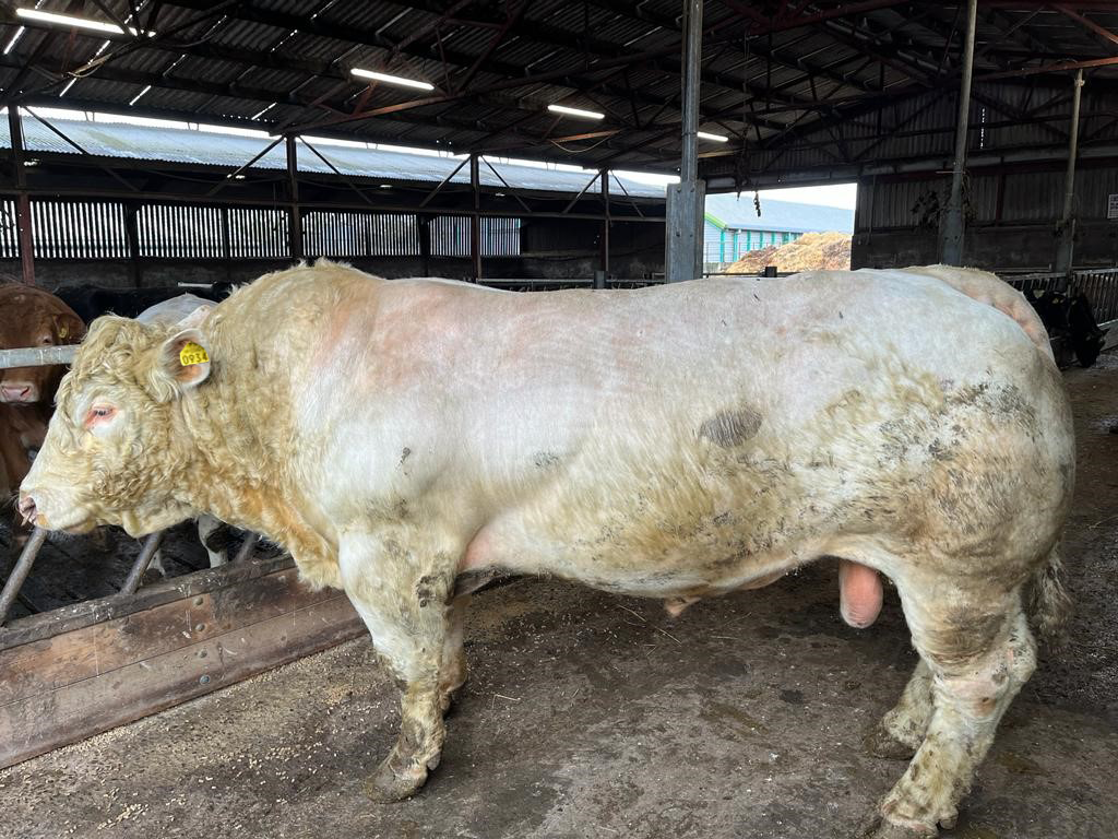 Kildalton Bull Side View