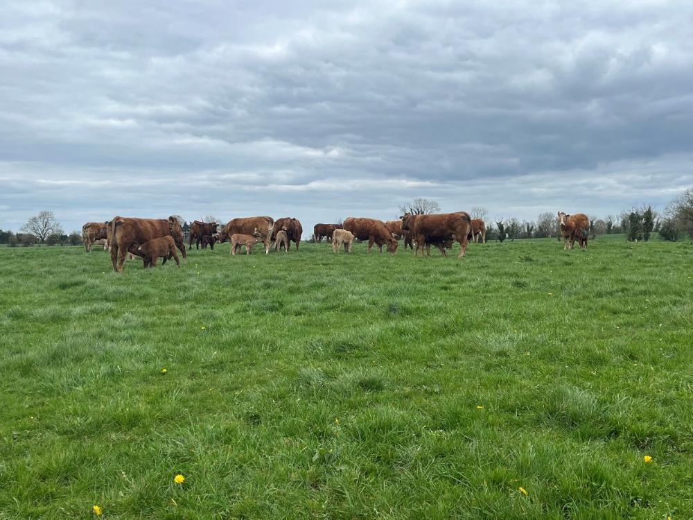 Cows with calves at foot