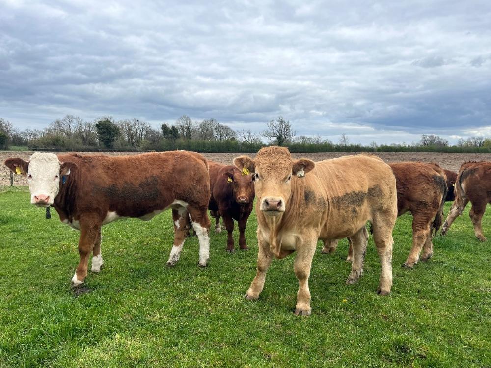 Store cattle that will be sold this year
