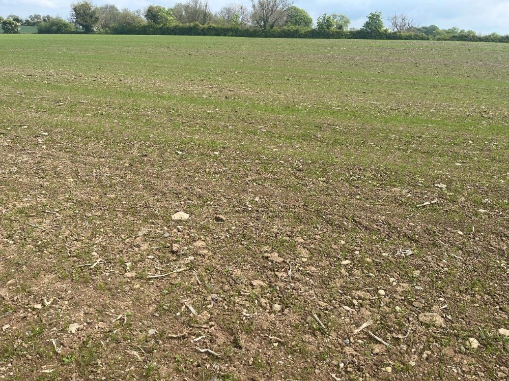 Reseeded field