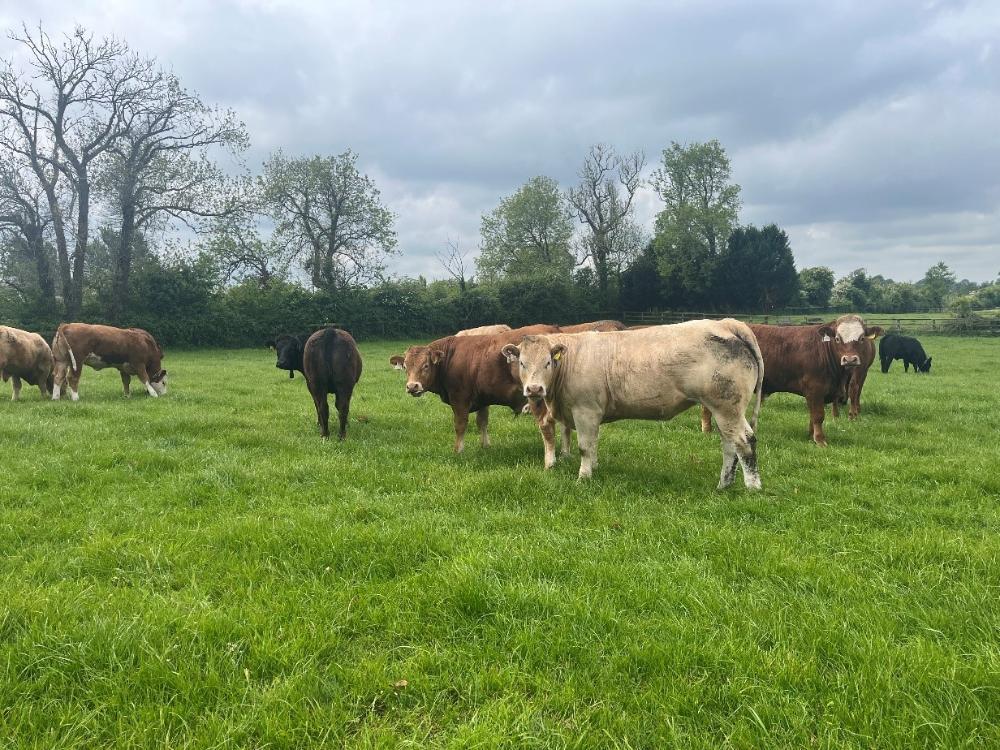 Store cattle at grass