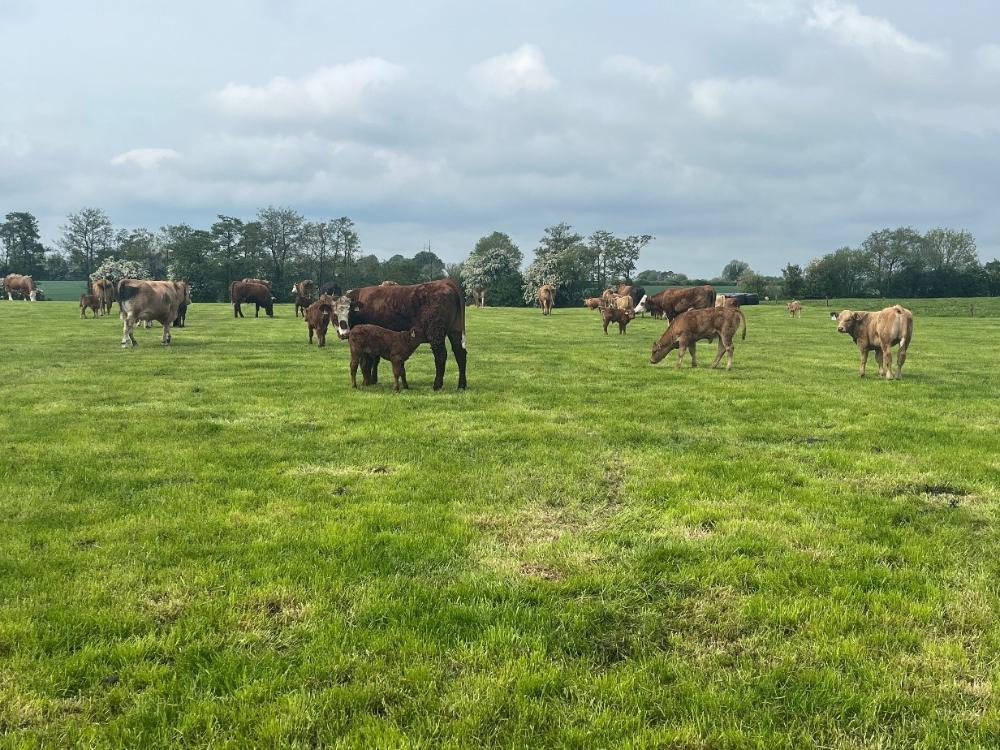 Cows and claves grazing