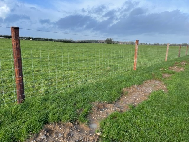 New Sheep wire fence Olivia Hynes