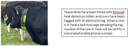 Bull with moocall collar
