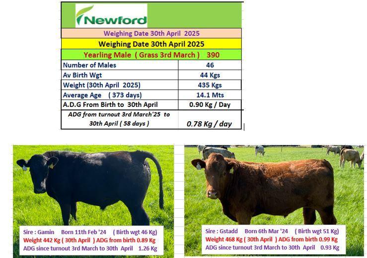 Latest weights