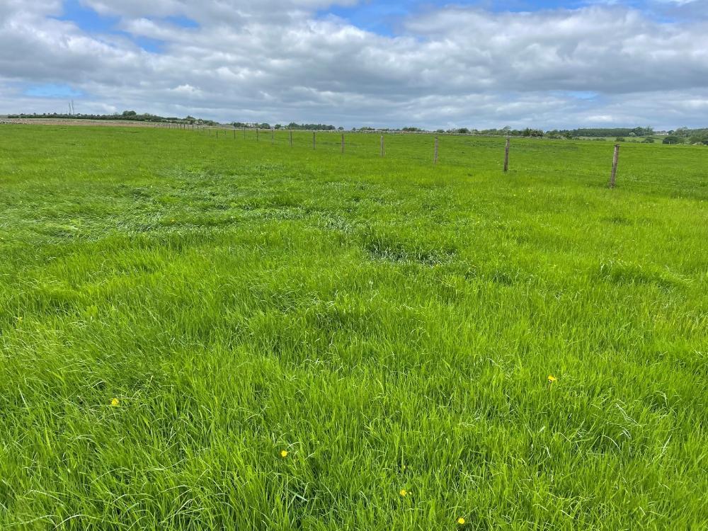 Silage field