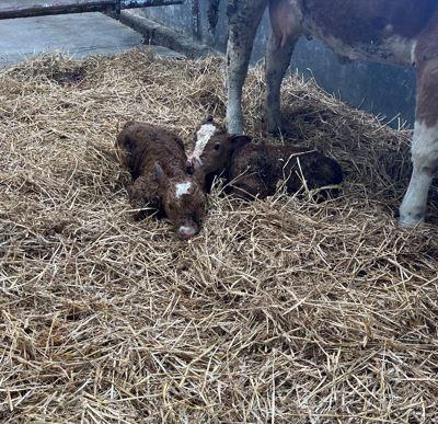 Twin calves born on the farm