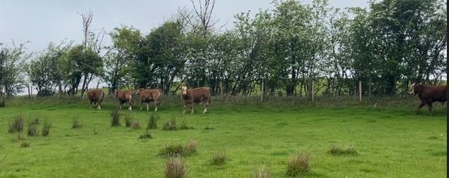 Yearling cattle at grass