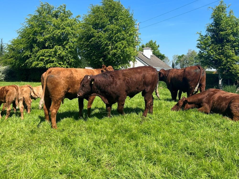 Saler bull with cows and heifers
